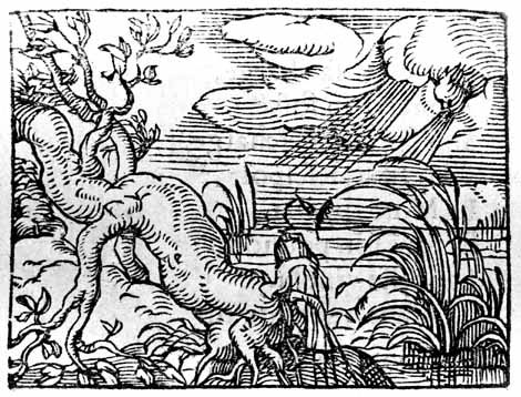 The Oak and the Reed